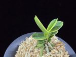 대장금 大壯錦 Daejanggeum(Daiso Nishiki)