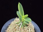 대장금 大壯錦 Daejanggeum(Daiso Nishiki)