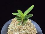대장금 大壯錦 Daejanggeum(Daiso Nishiki)