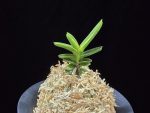 대장금 大壯錦 Daejanggeum(Daiso Nishiki)