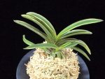 신라 新羅 Sinra (Shiragi)