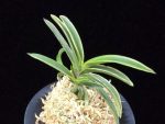 신라 新羅 Sinra (Shiragi)