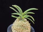 신라 新羅 Sinra (Shiragi)