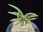 신라 新羅 Sinra (Shiragi)