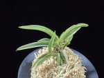 신라 新羅 Sinra (Shiragi)