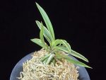 신라 新羅 Sinra (Shiragi)