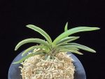 신라 新羅 Sinra (Shiragi)