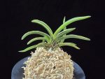 신라 新羅 Sinra (Shiragi)