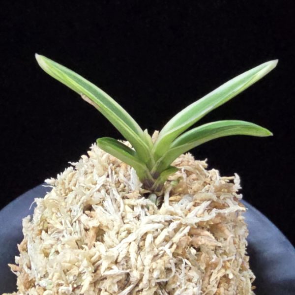 계림 鷄林 Gyerim (Benisuisho)