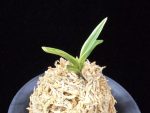 계림 鷄林 Gyerim (Benisuisho)