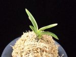 계림 鷄林 Gyerim (Benisuisho)