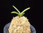 계림 鷄林 Gyerim (Benisuisho)
