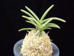 계림 鷄林 Gyerim (Benisuisho)
