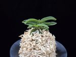 장백 將白  Jangbaek