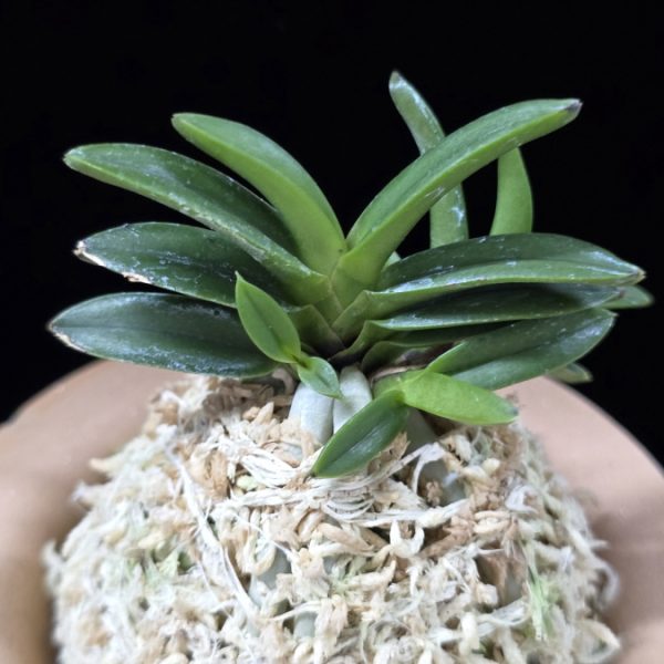 홍현단엽 紅玄短葉 Honghyeon short leaves