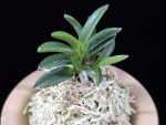 홍현단엽 紅玄短葉 Honghyeon short leaves
