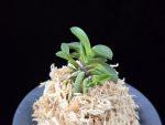 두영충 豆鈴虫 Mame Suzumushi
