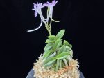 도장원 桃壯元 Dojangwon (Jangwon+Shikouki)