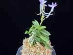도장원 桃壯元 Dojangwon (Jangwon+Shikouki)
