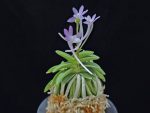 도장원 桃壯元 Dojangwon (Jangwon+Shikouki)