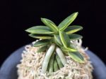 취월호 翠月湖 Chwiwolho(Seedling)