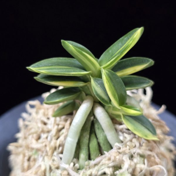 취월호 翠月湖 Chwiwolho(Seedling)