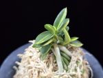 취월호 翠月湖 Chwiwolho(Seedling)