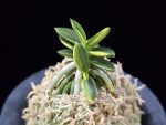 취월호 翠月湖 Chwiwolho(Seedling)