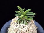 취월호 翠月湖 Chwiwolho(Seedling)