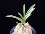 설인금 雪印錦 Seoringeum