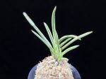 설인금 雪印錦 Seoringeum