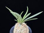 설인금 雪印錦 Seoringeum