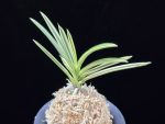 설인금 雪印錦 Seoringeum