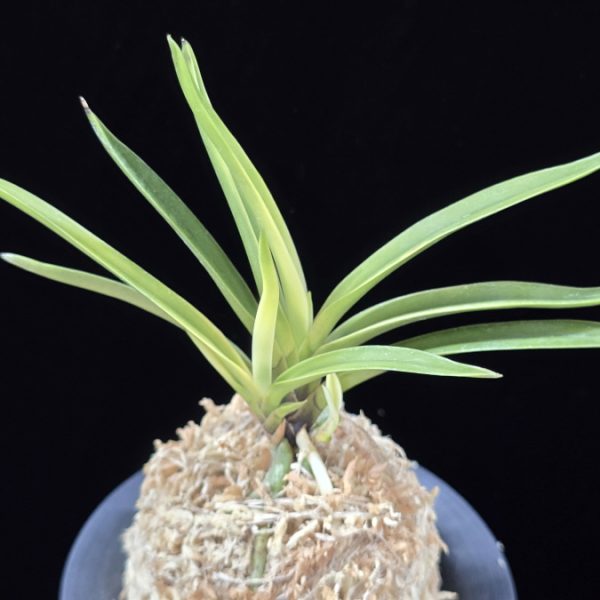 고궁 故宮 Gogung(Kokyu) (Ruby root)