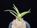 고궁 故宮 Gogung(Kokyu) (Ruby root)