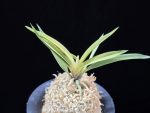 고궁 故宮 Gogung(Kokyu) (Ruby root)