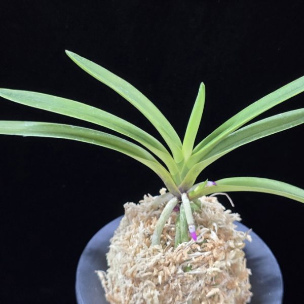 준하모단 駿河牡丹 Surugabotan (ruby root)