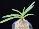 준하모단 駿河牡丹 Surugabotan (ruby root)