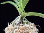 준하모단 駿河牡丹 Surugabotan (ruby root)