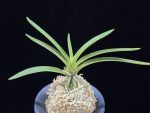 준하모단 駿河牡丹 Surugabotan (ruby root)