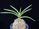 준하모단 駿河牡丹 Surugabotan (ruby root)
