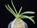 준하모단 駿河牡丹 Surugabotan (ruby root)