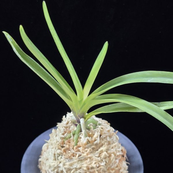 준하모단 駿河牡丹 Surugabotan (ruby root)