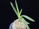 준하모단 駿河牡丹 Surugabotan (ruby root)