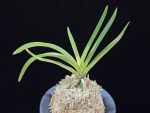 준하모단 駿河牡丹 Surugabotan (ruby root)