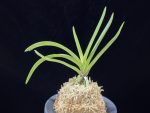 준하모단 駿河牡丹 Surugabotan (ruby root)