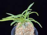 홍매  紅梅  Kobai
