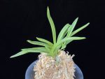 홍매  紅梅  Kobai