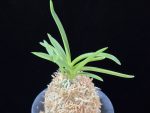 홍매  紅梅  Kobai