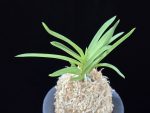 홍매  紅梅  Kobai